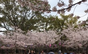 向山桜